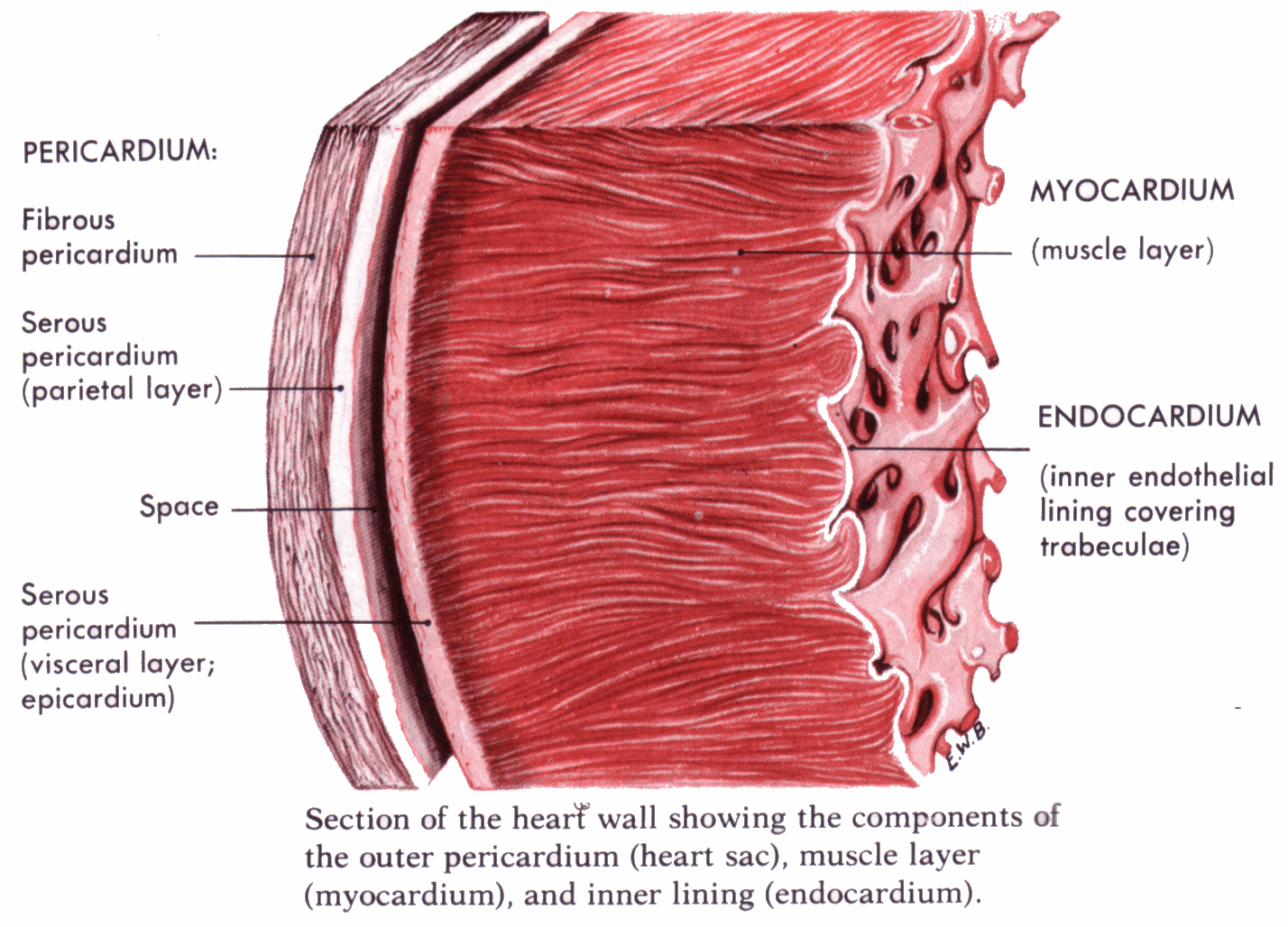 Histology of the Heart.gif