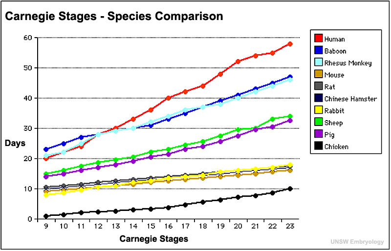 File:Carnegie stages species comparison.jpg