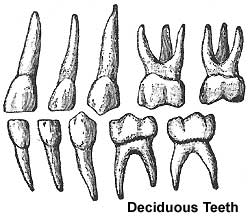 Deciduous teeth