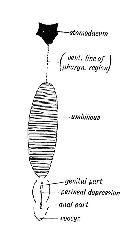 Fig. 228. Median Ventral Line embryo three weeks
