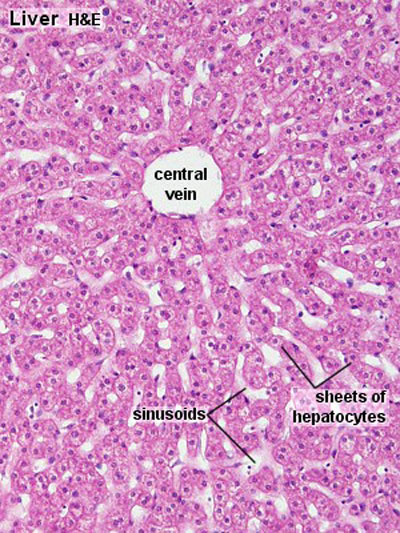 File:Liver histology 001.jpg