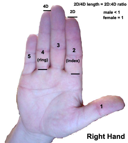 File:Finger length ratio - 2D4D.jpg