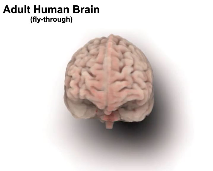 File:Adult human brain movie icon.jpg