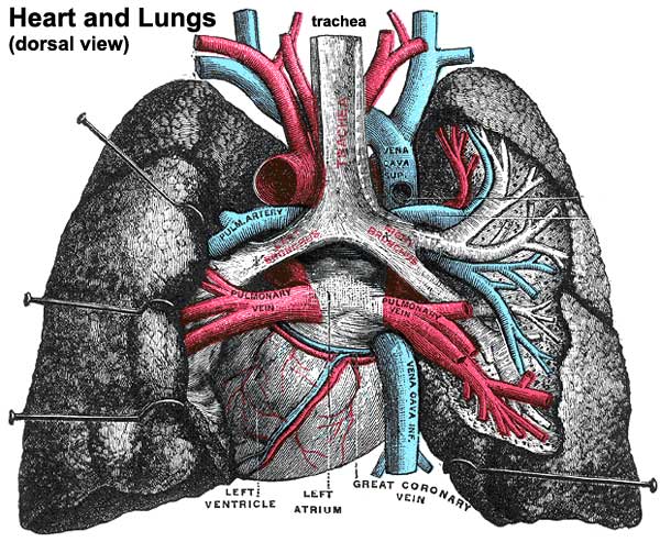 File:Historic-lungs.jpg - Embryology