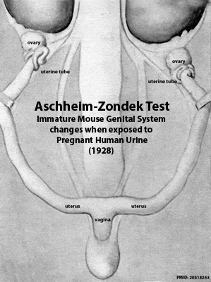 Aschheim-Zondek Test 1928small.gif