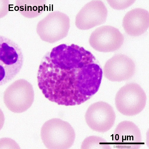 Neutrophil Eosinophil Basophil Histology Neutrophil Eosinophil Basophil Histology