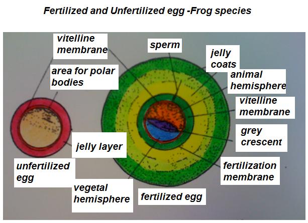 File:Fertilized and Unfertilised Eggs.jpg