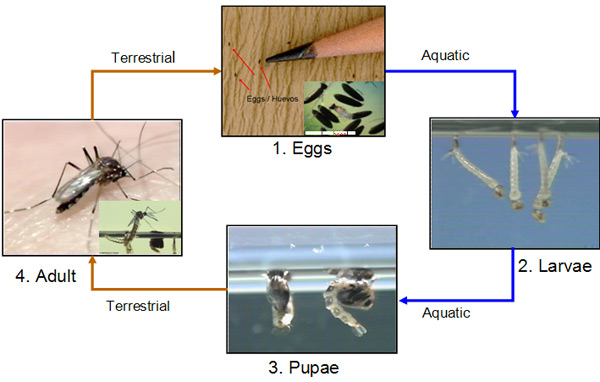 File:Mosquito lifecycle.jpg