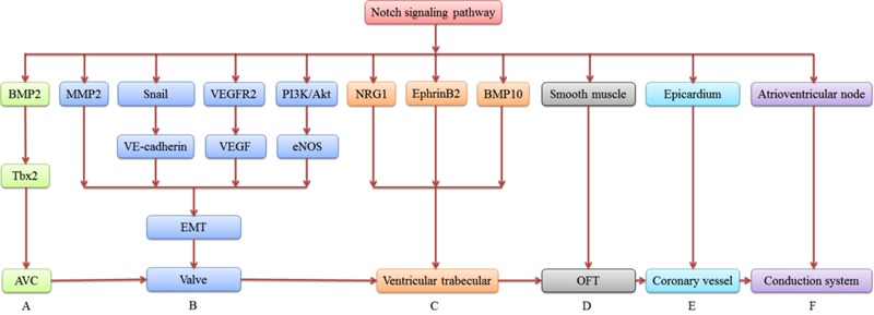Summary of Notch Signalling in Cardiac Development
