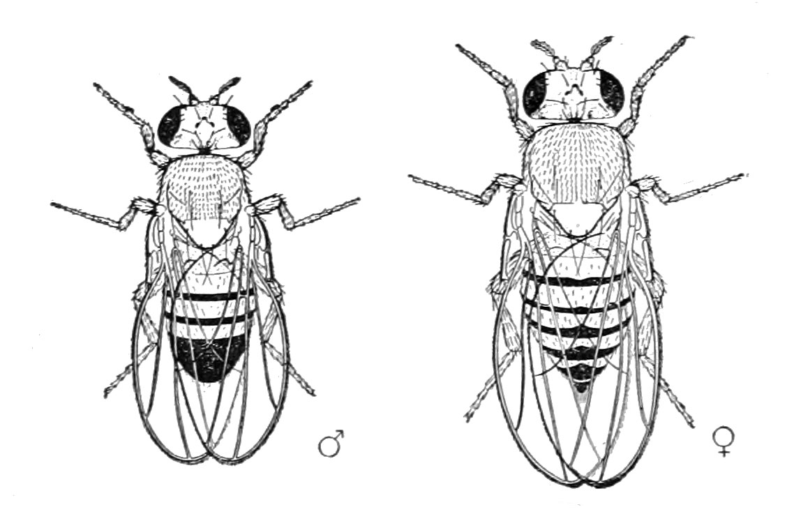The male and female vinegar fly (Drosophila melanogaster)