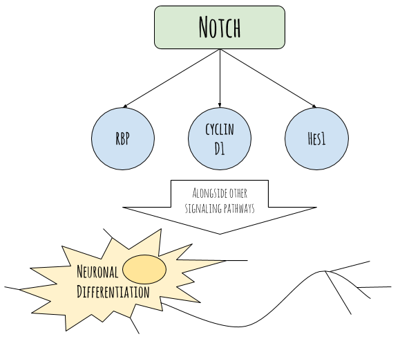 Simplified Diagram of Roles of Notch in Neuronal Differentiation