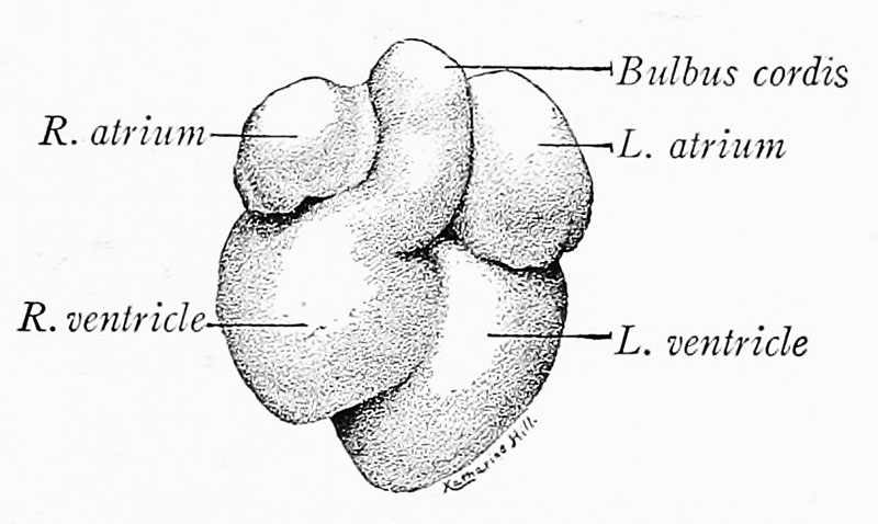File:Arey1924 fig370.jpg
