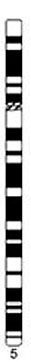 File:Human idiogram-chromosome 05.jpg