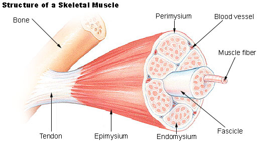 File:Skeletal muscle structure cartoon.jpg