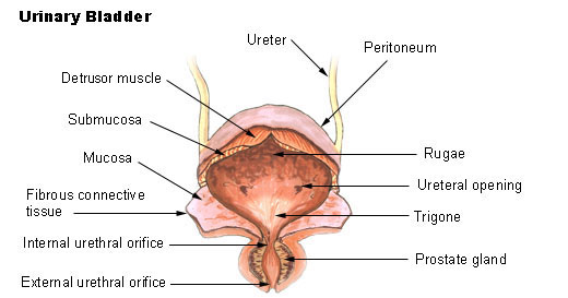 Adult bladder