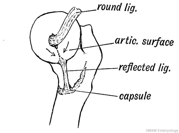 Fig. 251. Ligamentum Teres and Capsular Ligament