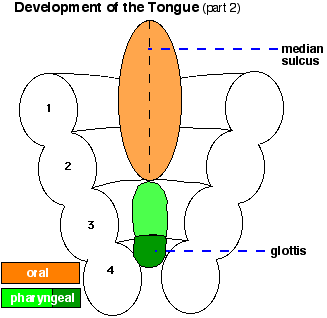 File:Tongue cartoon2.gif