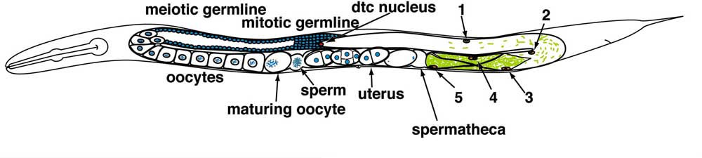 File:C elegans cartoon.jpg - Embryology