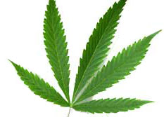 File:Cannabis.jpg