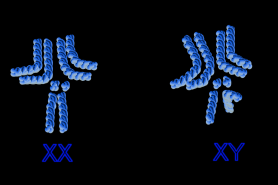 File:Drosophila chromosomes.png