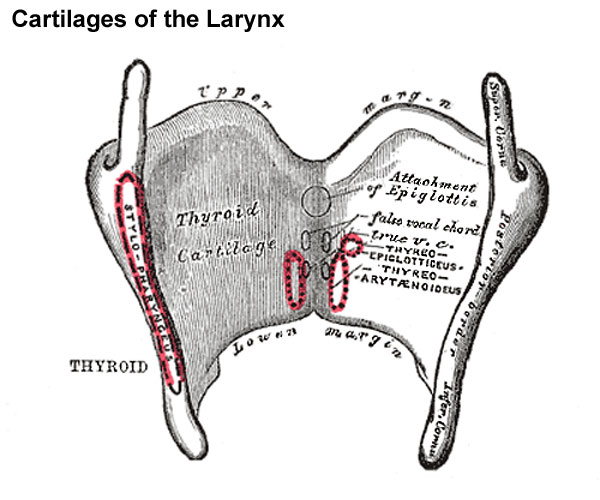 File:Gray0950 thyroid cartilage.jpg