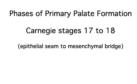 File:Stage17-18 Primary palate.gif