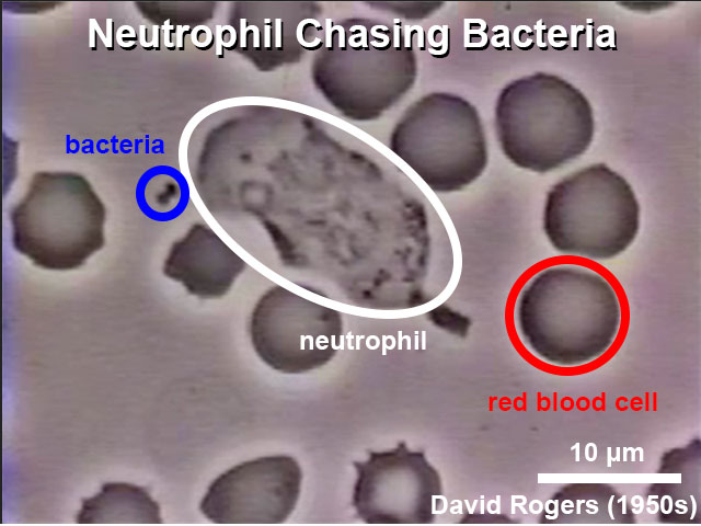 File:Neutrophil chasing bacteria.jpg