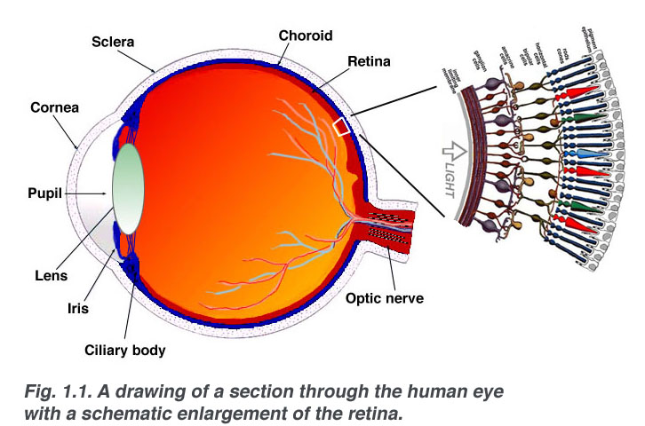 File:Eye-retina-layers.jpg