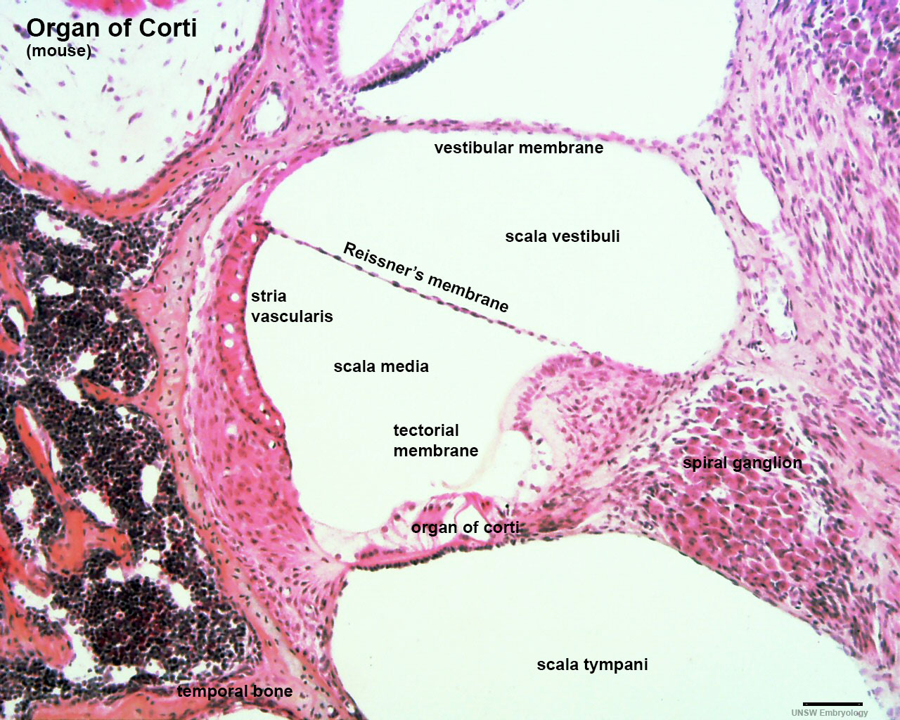 stria vascular histology