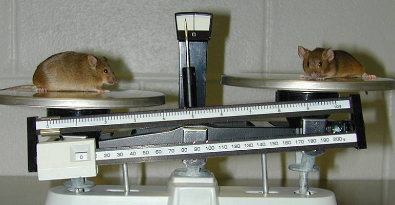 File:Knockoutmouse picture.jpg