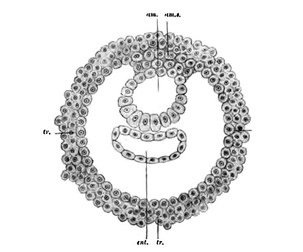 File:Bryce1908 fig06.jpg