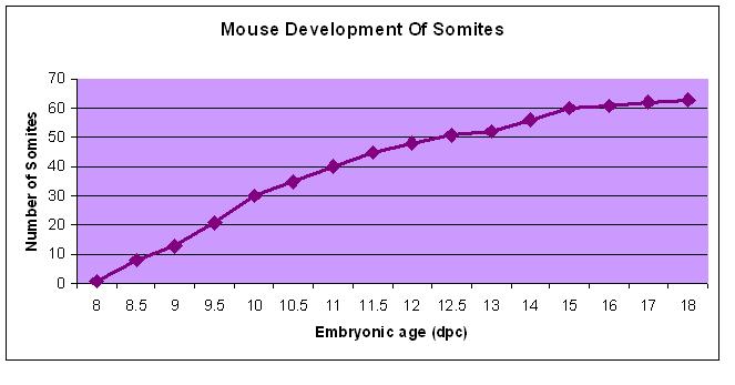 File:Chart of mouse development 2.JPG