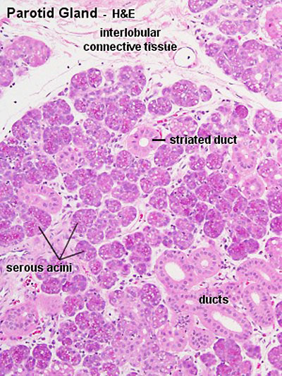 File:Parotid gland histology 06.jpg