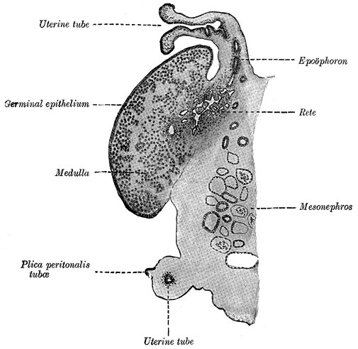File:Cat embryo ovary.jpg