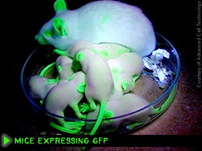 File:Mice expressing GFP.jpg