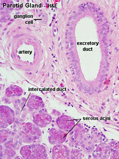 File:Parotid gland histology 05.jpg