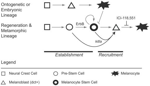 File:Zebrafish melanocyte development model.jpg