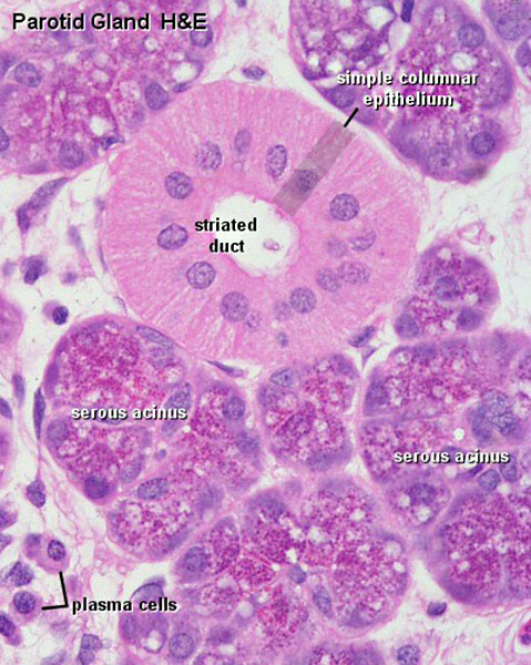 File:Parotid gland histology 02.jpg