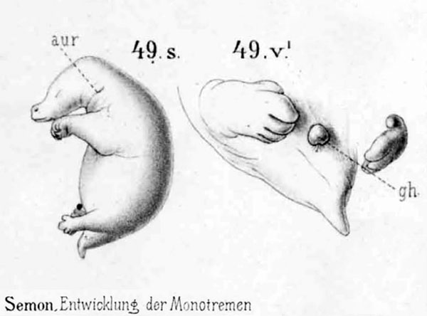 File:Echidna historic embryology 49.jpg