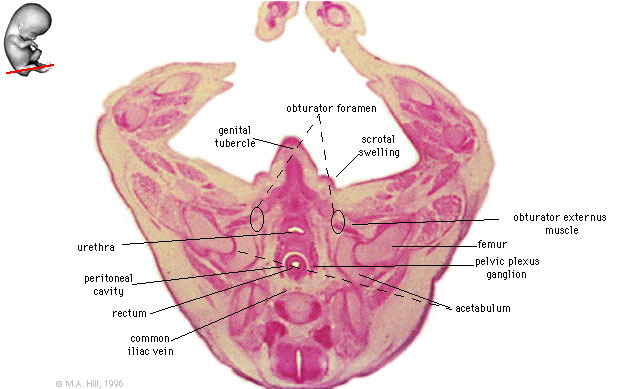 File:Embryo stage 22 G5L.jpg