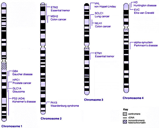 Human genetics chromosomes 1-4.jpg