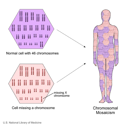 File:Chromosome- mosaicism.jpg