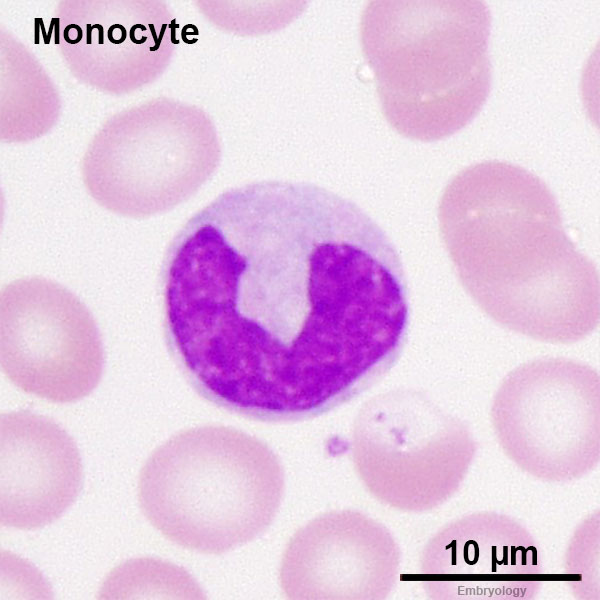 File:Monocyte 03.jpg