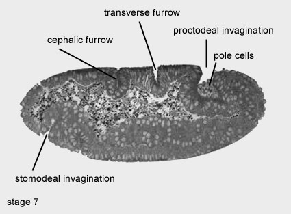 File:Stage 7 drosophila.jpg