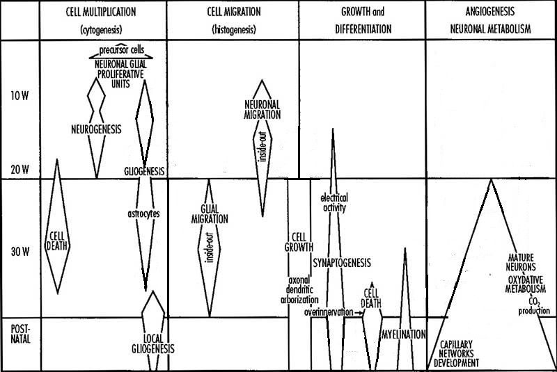 Schematic representation of the timeline of human neural development.jpg