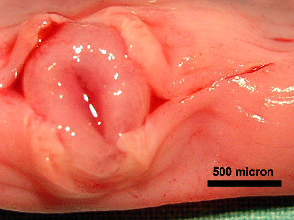 File:Canine embryo E21 image002.jpg