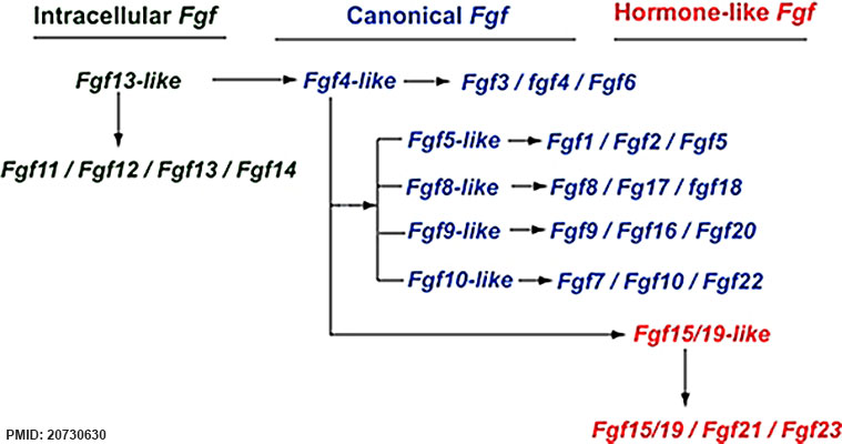 File:Fgf gene family evolution.jpg