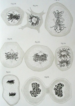 File:Historic 1882 mitosis drawing.jpg