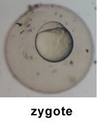 File:ZYgote image 1.png