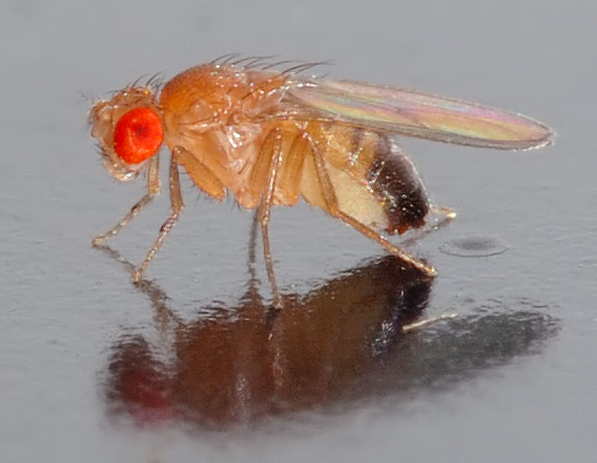 File:Drosophila melanogaster 1.jpg